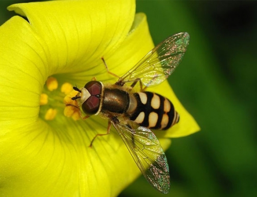 The Hover Fly