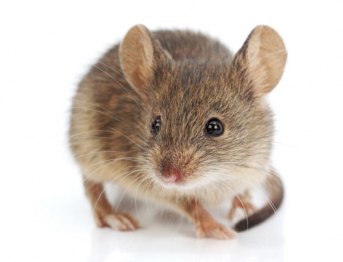 How to get rid of Mice this winter