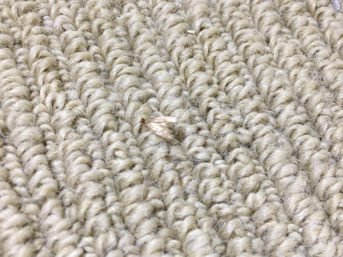 Clothes Moth
