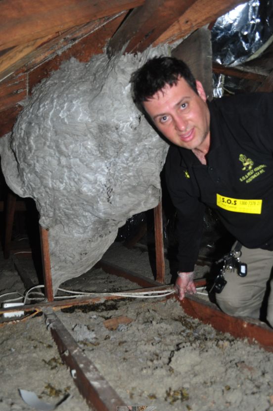 European wasps entering an underground nest