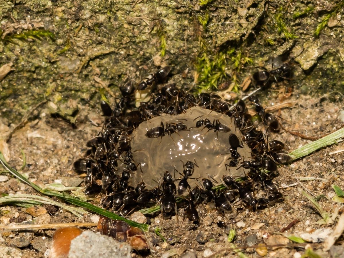 Ant gel bait placed on a trail so foragers carry it back to the nest