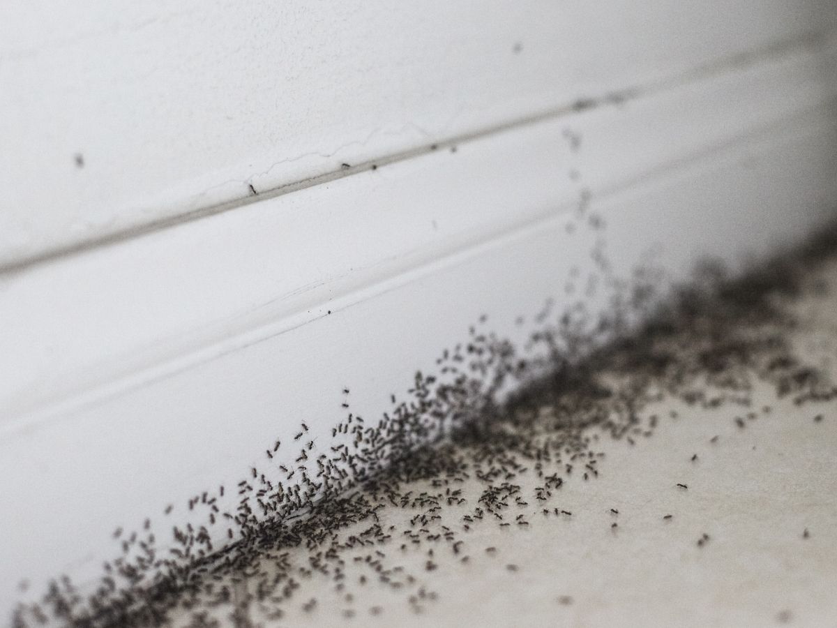 Ants foraging in a Melbourne kitchen