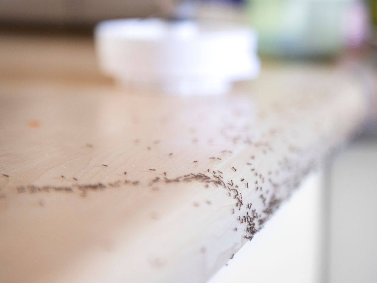 Ant trail running across a kitchen bench
