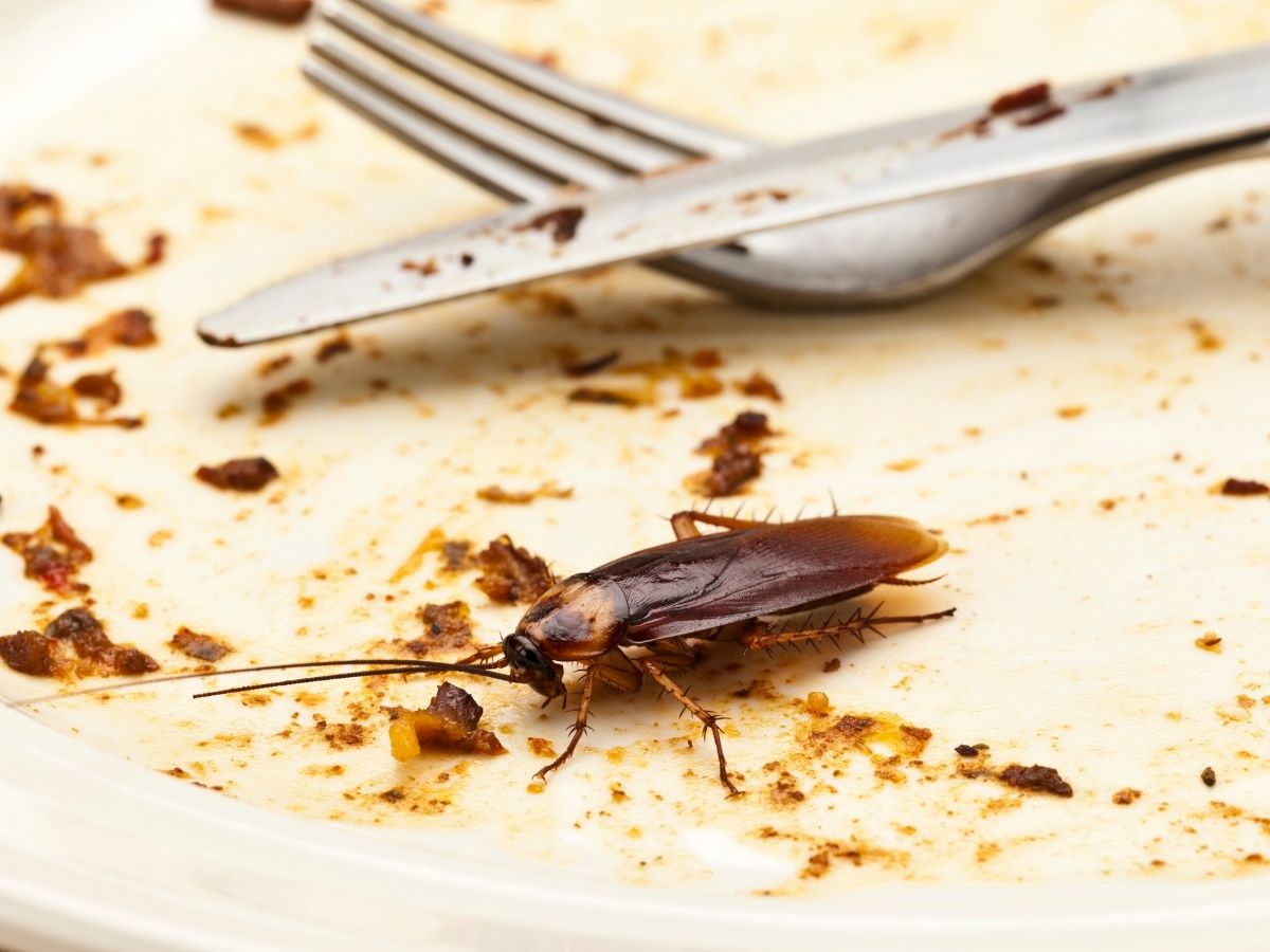 Cockroaches found in a Melbourne kitchen