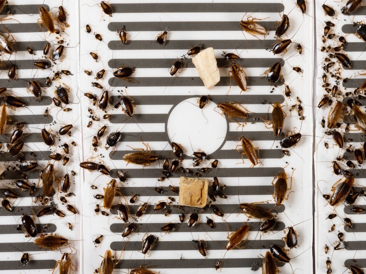 German cockroaches behind kitchen kickboards