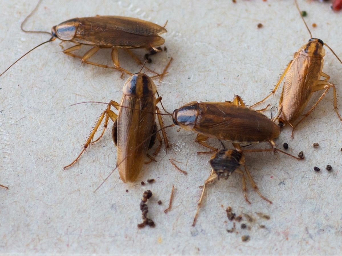 Cockroach infestation in a Melbourne kitchen