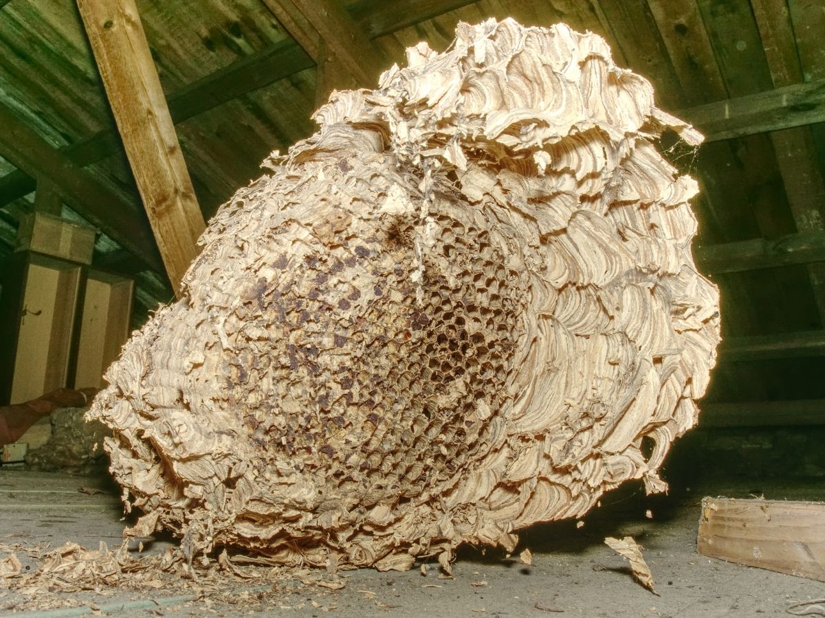 European wasp nest built inside a wall cavity