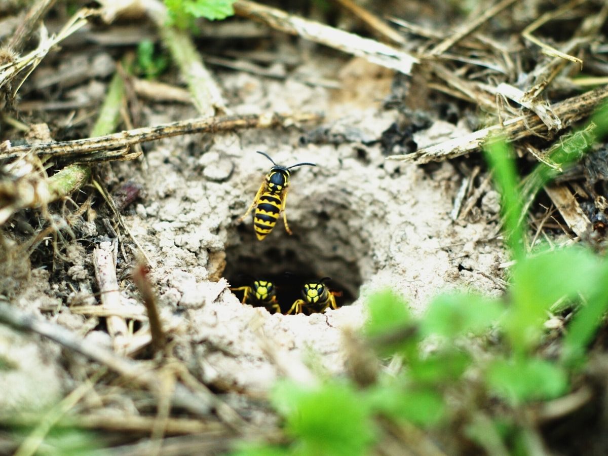 European wasp nest treated by a licensed technician