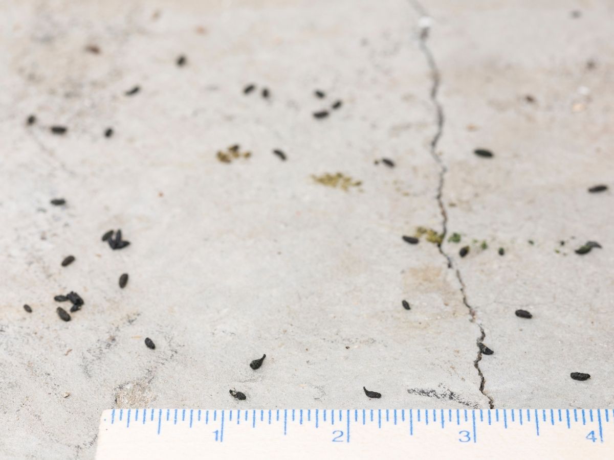 Mouse droppings scattered along a runway inside a Melbourne home