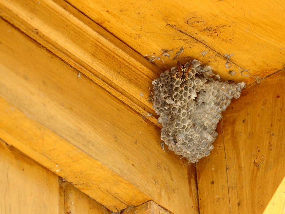 Paper wasp nest hanging under an eave