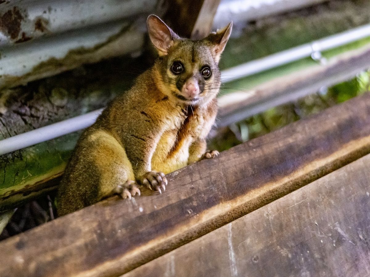 Brushtail possum found in a Melbourne roof