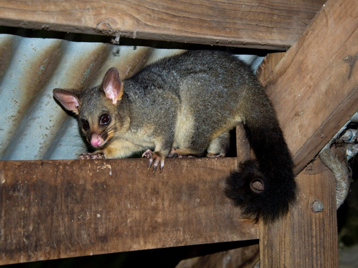 Possum living in the roof void of a Melbourne home