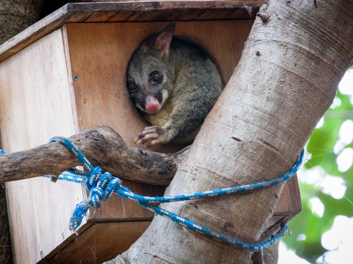 Possum entry point at the eaves of a Melbourne roof
