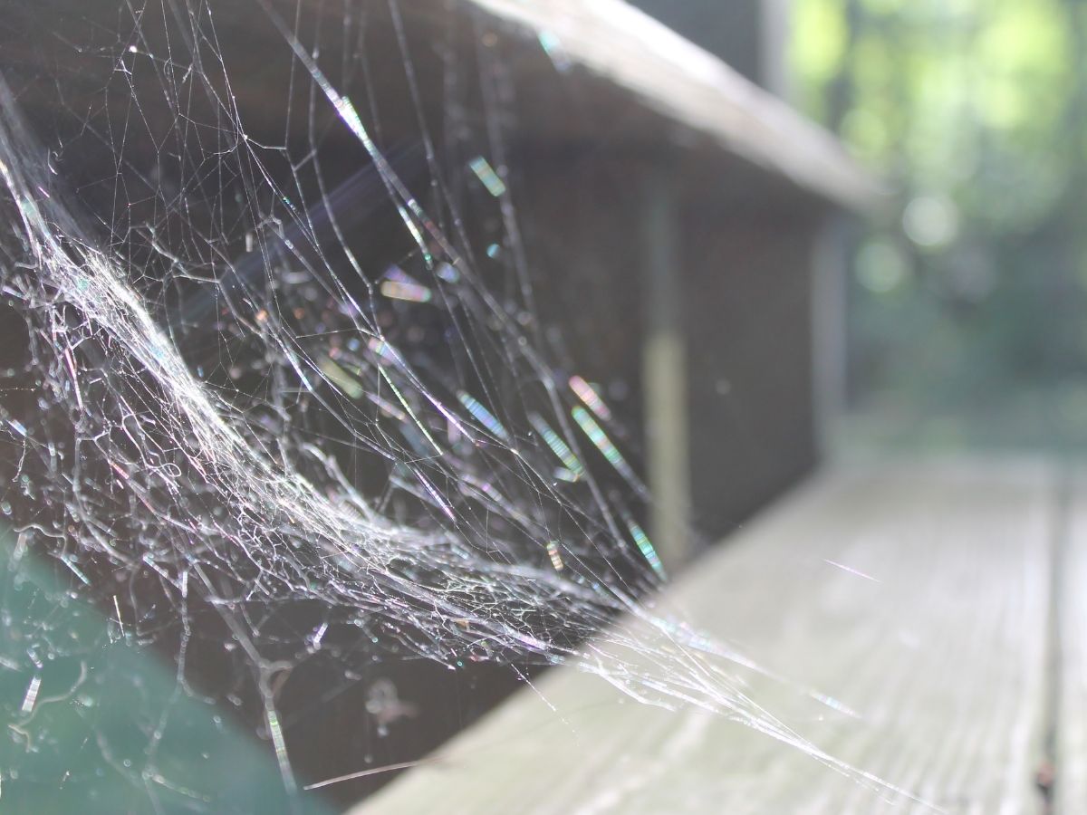 Spider webbing along the eaves of a Melbourne home