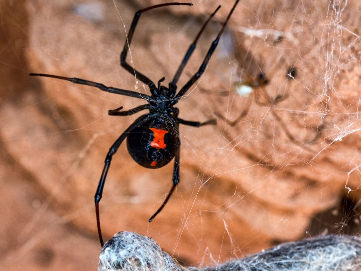 SOS Pest Control technician treating spiders at a Melbourne property