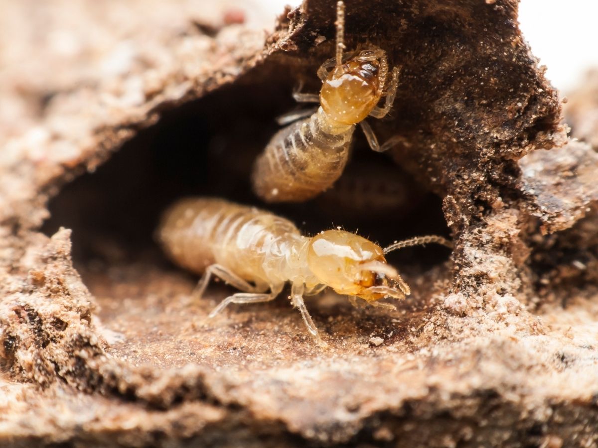 Termite baiting system used to eliminate the colony