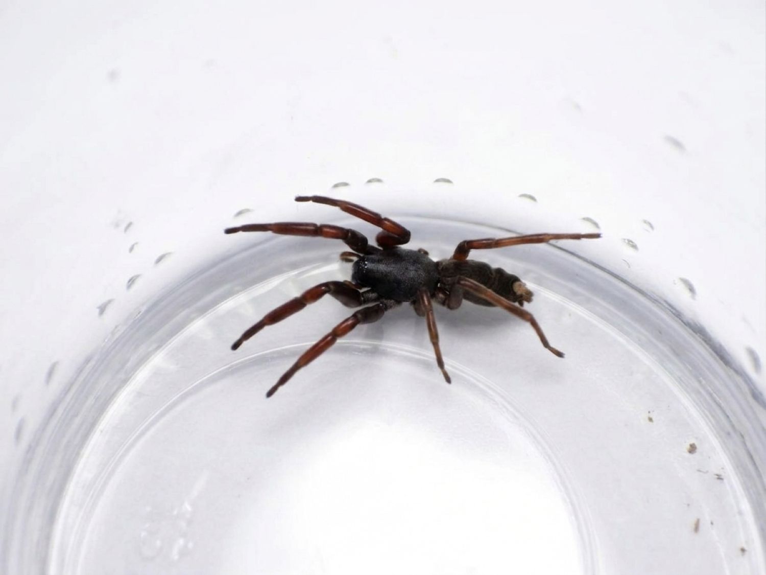 White tailed spider found inside a Melbourne home