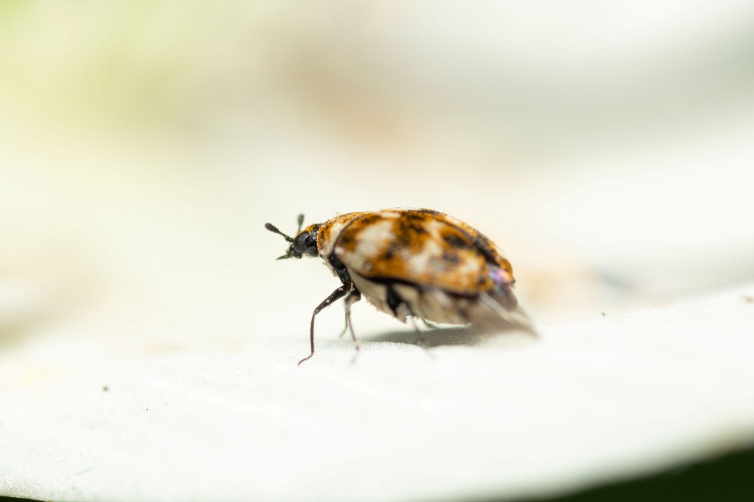 Varied carpet beetle, the adult stage of the larvae that damage wool carpet and clothing