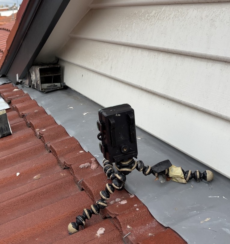 One way possum door fitted over a roof entry point