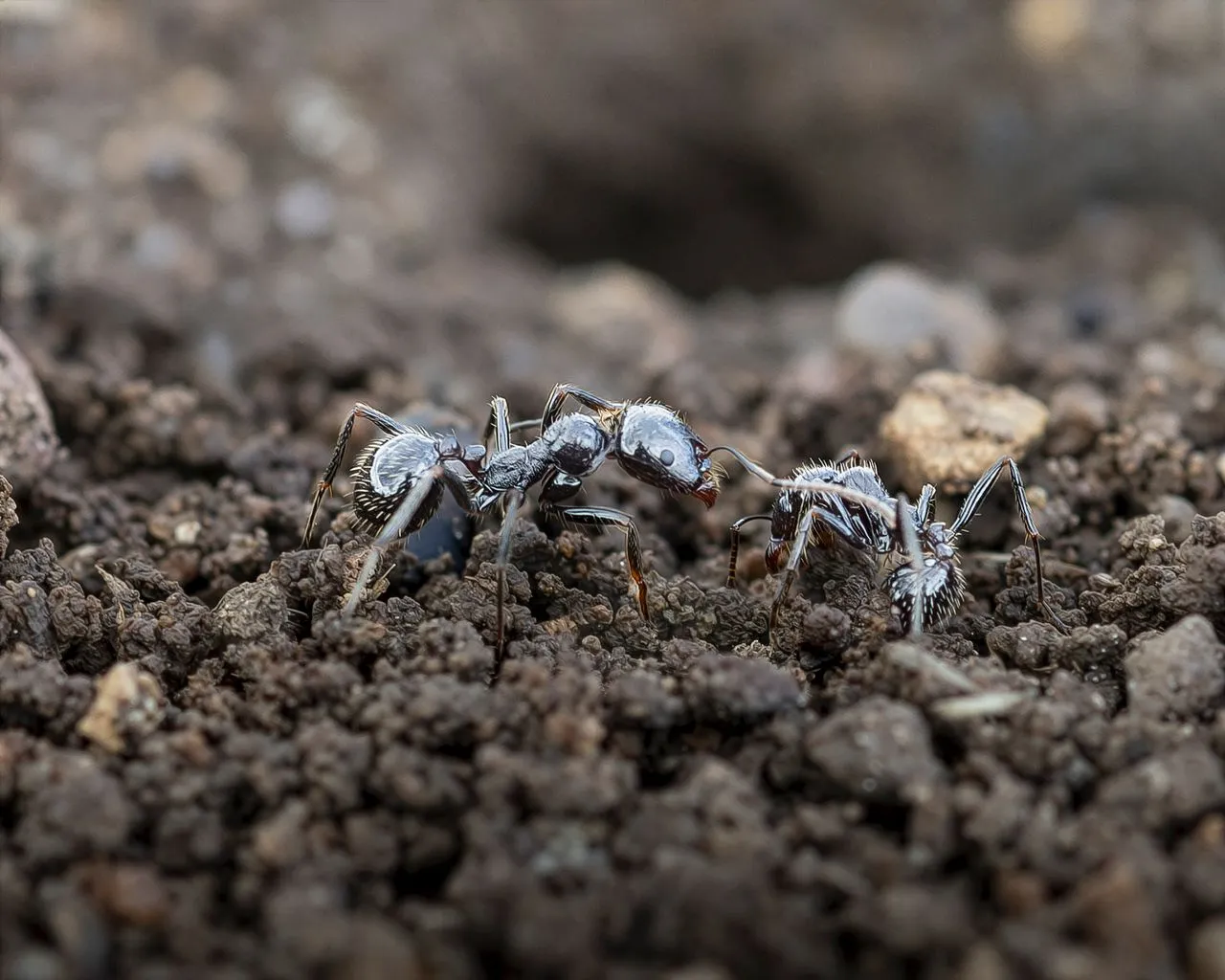 The SOS Pest Control team in Melbourne